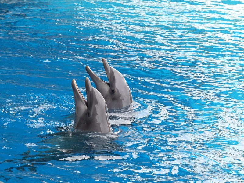 Playful Dolphins