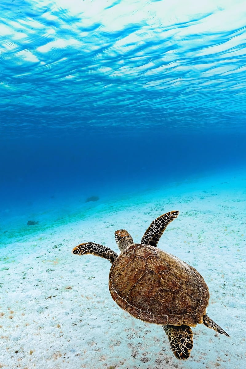Majestic Sea Turtle